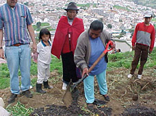 planting